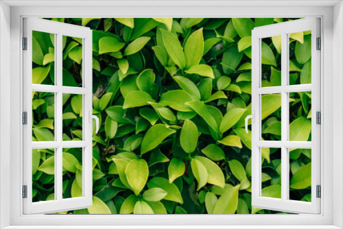 Fototapeta Naklejka Na Ścianę Okno 3D - Green leaves pattern background, Natural background
