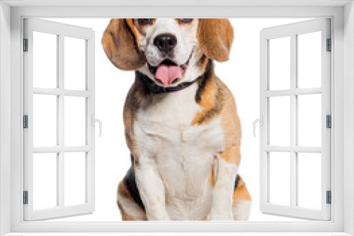 Fototapeta Naklejka Na Ścianę Okno 3D - Panting Beagle wearing a collar, isolated on white