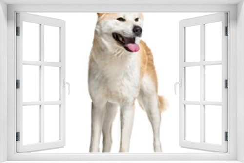 Fototapeta Naklejka Na Ścianę Okno 3D - Panting Akita Inu dog panting on white background