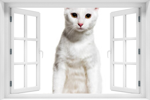 Fototapeta Naklejka Na Ścianę Okno 3D - Sitting white Mixed-breed cat, isolated