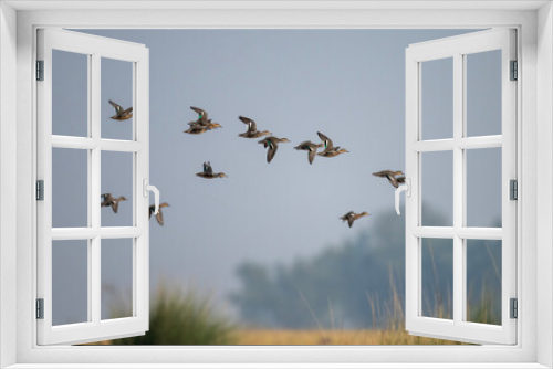 Fototapeta Naklejka Na Ścianę Okno 3D - Flock of Ducks Flying over Wetland 