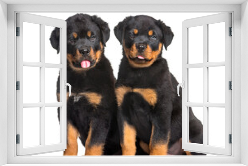 Fototapeta Naklejka Na Ścianę Okno 3D - two Rottweiler puppies, 10 weeks old, sitting against white back