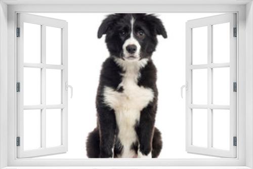 Fototapeta Naklejka Na Ścianę Okno 3D - Young Black and white Border collie Dog sitting in front of the camera, cut out