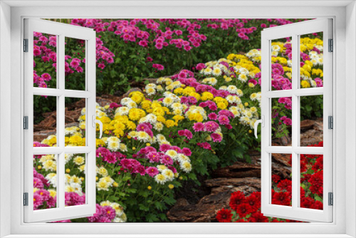 Fototapeta Naklejka Na Ścianę Okno 3D - Beautiful chrysanthemum bushes yellow, red, white, pink, red colors