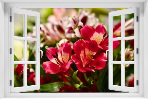 Fototapeta Naklejka Na Ścianę Okno 3D - pink and white tulips