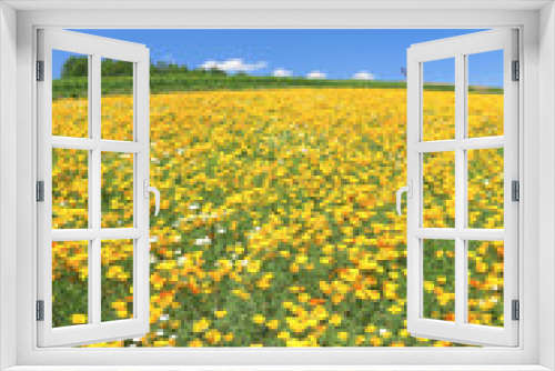 Fototapeta Naklejka Na Ścianę Okno 3D - 色彩の丘の花畑