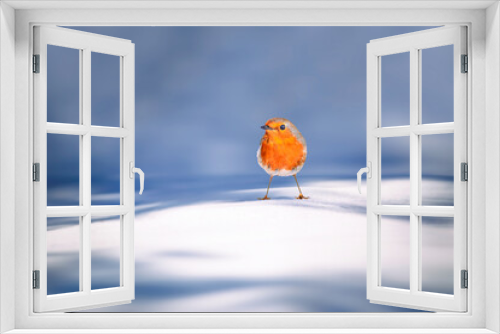 Fototapeta Naklejka Na Ścianę Okno 3D - Winter and cute bird robin. White nature background. Bird: European Robin. (Erithacus rubecula).