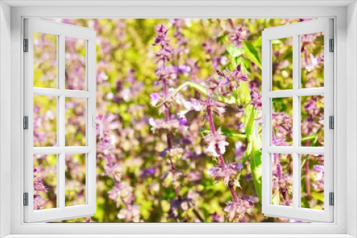 Fototapeta Naklejka Na Ścianę Okno 3D - 屋外で青空の下、秋の紫のホーリーバジルの花畑で茎に止まる緑のカマキリ