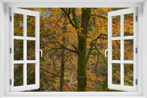 Fototapeta Naklejka Na Ścianę Okno 3D - Colorful forest landscape in the autumn