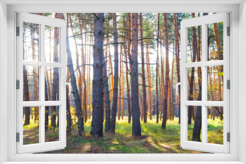 Fototapeta Naklejka Na Ścianę Okno 3D - fir tree forest glade in light of sparkle sun