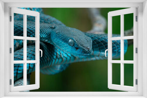 Fototapeta Naklejka Na Ścianę Okno 3D - blue viper, blue white lipped Island pit viper snake Trimeresurus insularis on defensive position with bokeh background