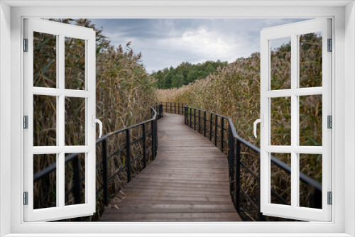 Fototapeta Naklejka Na Ścianę Okno 3D - Eco-trail made of planks among tall ears of corn. Equipped specially protected walking educational route over surface of coastal part of sea, bay, swamp in nature reserve in autumn season.