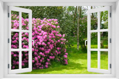 Fototapeta Naklejka Na Ścianę Okno 3D - Blooming pink rhododendron shrub in a park on a sunny day in spring