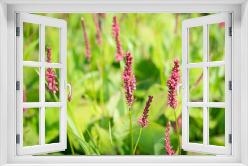 Fototapeta Naklejka Na Ścianę Okno 3D - Red flowering Polygonum plants