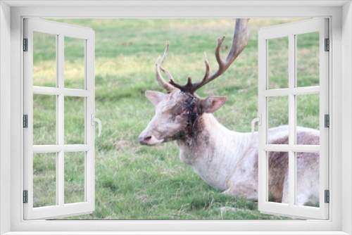Fototapeta Naklejka Na Ścianę Okno 3D - Beautiful deer family in farm
