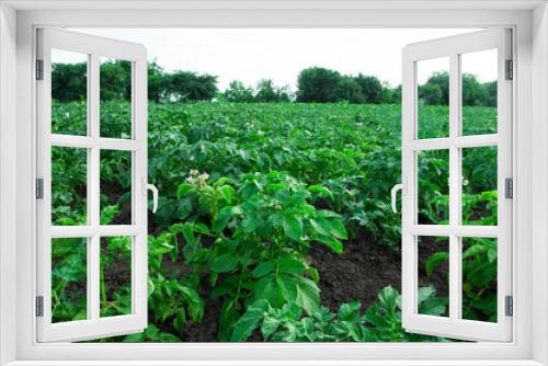Fototapeta Naklejka Na Ścianę Okno 3D - bushes of planted potatoes in the ground. green plants on dark soil. potato growing concept. Young vegetables grow on the soil. Healthy new potatoes in an organic garden.