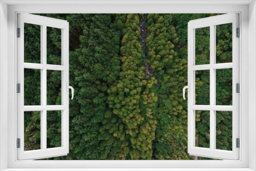 Fototapeta Naklejka Na Ścianę Okno 3D - Scenic view of a lush green landscape, with tall trees in a forest in Irish Kerry