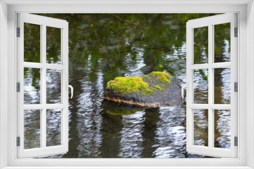 Fototapeta Naklejka Na Ścianę Okno 3D - 苔むした岩とカラマツの落ち葉のコラボ情景