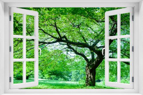 Fototapeta Naklejka Na Ścianę Okno 3D - Green Tree banner