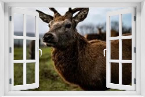Fototapeta Naklejka Na Ścianę Okno 3D - Closeup of a deer grazing in a green field