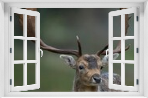 Fototapeta Naklejka Na Ścianę Okno 3D - Selective focus shot of horned deer in the forest