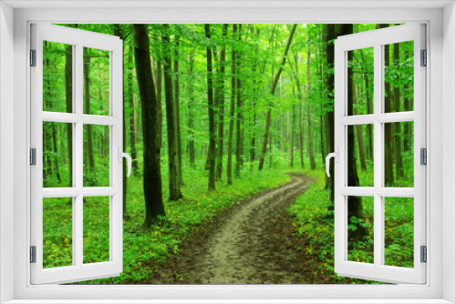 Fototapeta Naklejka Na Ścianę Okno 3D - forest trees