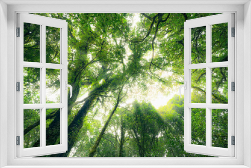 Fototapeta Naklejka Na Ścianę Okno 3D - Looking up view of tree trunk to green leaves of tree in forest with sun light. Fresh environment in green woods. Forest tree on sunny day. Natural carbon capture. Sustainable conservation and ecology