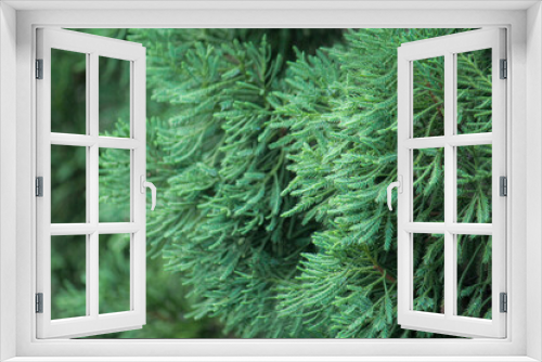 Fototapeta Naklejka Na Ścianę Okno 3D - Close up of fir branches background