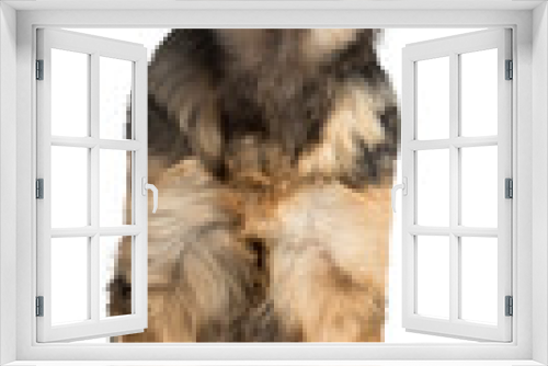 Fototapeta Naklejka Na Ścianę Okno 3D - Dog PNG, Dog Transparent Background