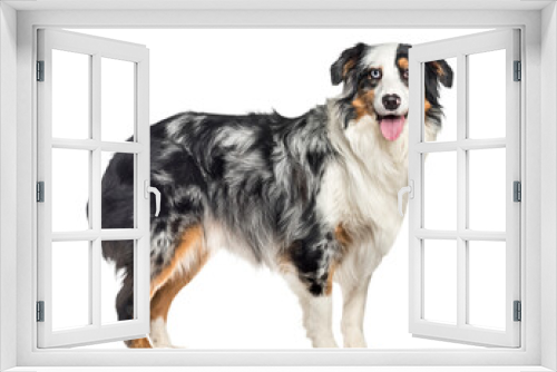 Fototapeta Naklejka Na Ścianę Okno 3D - Dog PNG, Dog Transparent Background