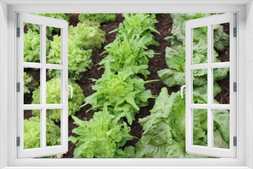 Fototapeta Naklejka Na Ścianę Okno 3D - Rows of Varieties of Various Lettuce Plant Salad Crops.