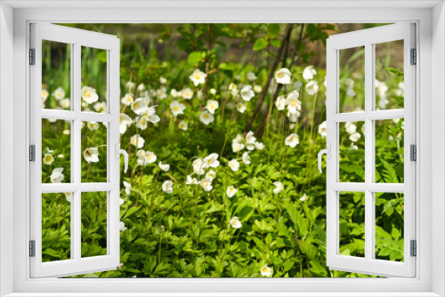 Fototapeta Naklejka Na Ścianę Okno 3D - Spring white daffodils in the flower garden