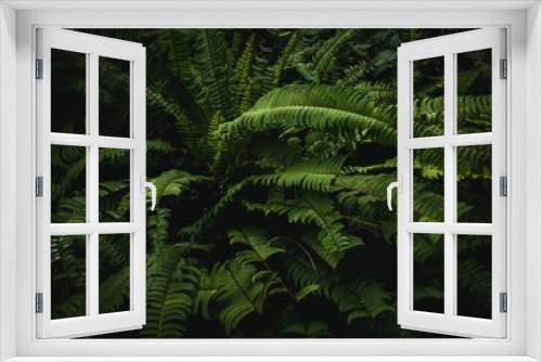 Fototapeta Naklejka Na Ścianę Okno 3D - Closeup of a lush cluster of ferns in a tranquil forest