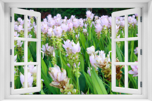 Fototapeta Naklejka Na Ścianę Okno 3D - Siam tulip