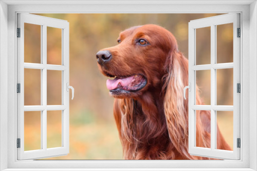 Fototapeta Naklejka Na Ścianę Okno 3D - close-up portrait of a chocolate Irish setter on a walk in an autumn park among yellow-red leaves