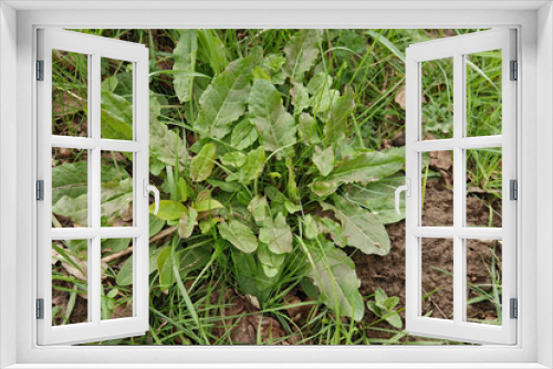 Fototapeta Naklejka Na Ścianę Okno 3D - Low angle closeup on a fresh emerging garden sorrel, or sour dock, Rumex acetosa, a wild vegetable
