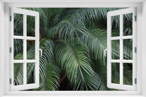 Fototapeta Naklejka Na Ścianę Okno 3D - Palmeira leque licuala grandis arecaceae em detalhe para jardins sob o sol da manhã
