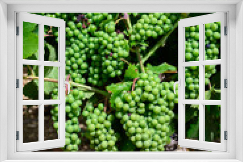 Fototapeta Naklejka Na Ścianę Okno 3D - Upripe green grapes on champagne vineyards in Cote des Bar, south of Champange, France