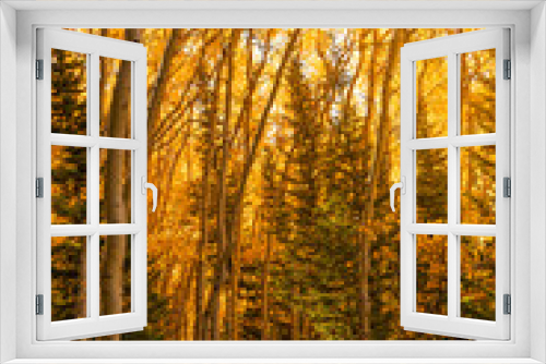 Fototapeta Naklejka Na Ścianę Okno 3D - Beautiful Forest Aspen Scenery in Autumn, Colorado