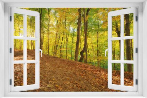 Fototapeta Naklejka Na Ścianę Okno 3D - Autumn forest and sunshine.
