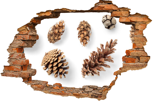 collection of pinecones: various conifer cones isolated over a transparent background, natural Christmas or winter decoration, Douglas fir tree, mountain pine, black pine, larch and cypress, top view