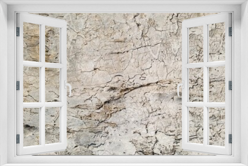Fototapeta Naklejka Na Ścianę Okno 3D - Closeup of the white wooden texture of the tree bark