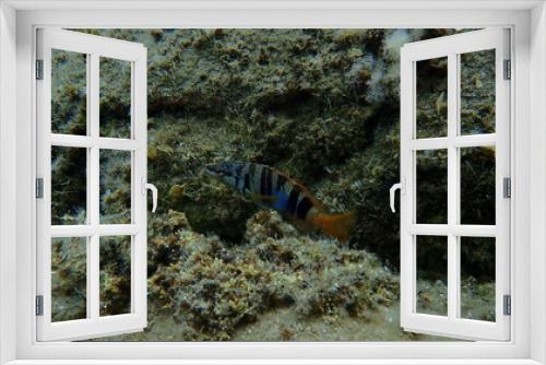 Fototapeta Naklejka Na Ścianę Okno 3D - Painted comber (Serranus scriba) undersea, Aegean Sea, Greece, Halkidiki