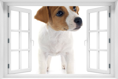 Fototapeta Naklejka Na Ścianę Okno 3D - puppy jack russel terrier