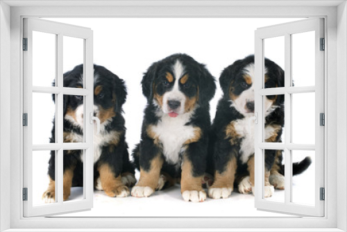 Fototapeta Naklejka Na Ścianę Okno 3D - puppies bernese moutain dog