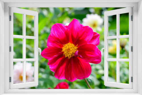 Fototapeta Naklejka Na Ścianę Okno 3D - One beautiful large vivid red dahlia flower in full bloom on blurred green background, photographed with soft focus in a garden in a sunny summer day.