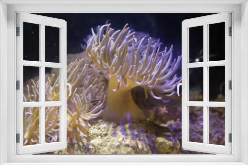 Fototapeta Naklejka Na Ścianę Okno 3D - Tropical sea underwater fishes on coral reef. Aquarium oceanarium wildlife colorful marine panorama landscape nature snorkel diving