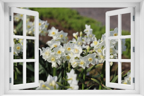 Fototapeta Naklejka Na Ścianę Okno 3D - 日本の春の公園に咲く白いフサザキスイセンの花