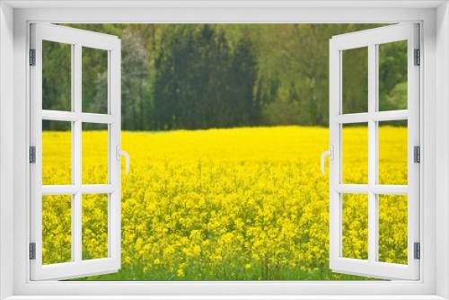 Fototapeta Naklejka Na Ścianę Okno 3D - Canola Oil fields in Bloom Yellow Flowers Spring Agriculture France