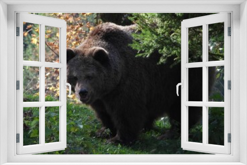 Fototapeta Naklejka Na Ścianę Okno 3D - Closeup of a grizzly bear with an open mouth standing in a park
